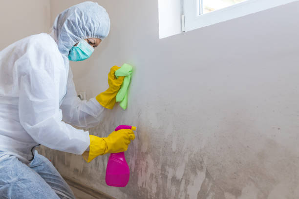 Best Mold Remediation for Vacation Homes  in USA